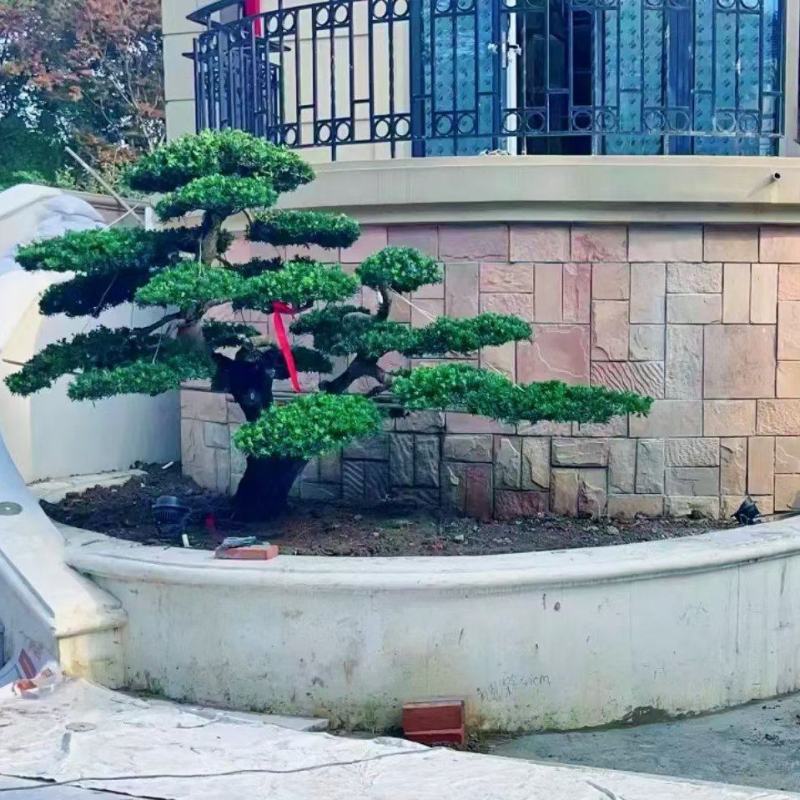 品质很高的罗汉松。