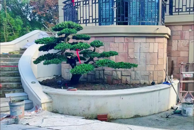 品质很高的罗汉松。