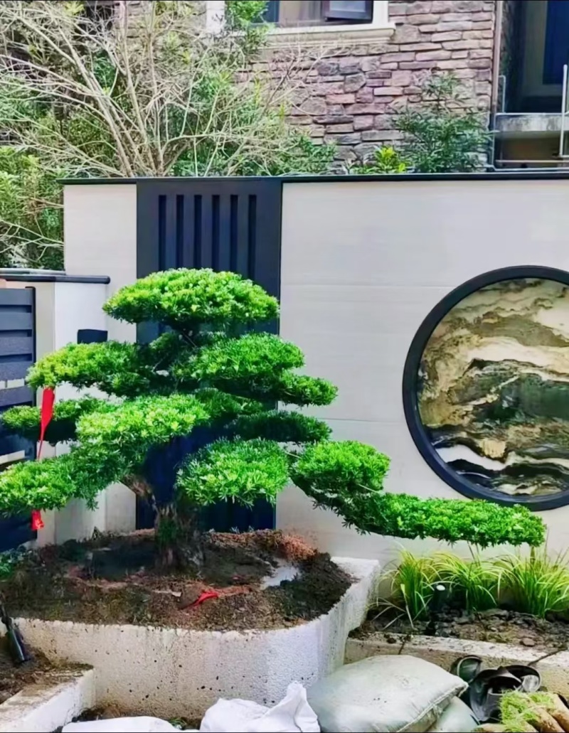 品质很高的罗汉松。