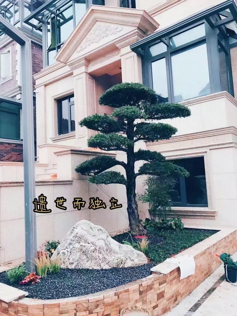 品质很高的罗汉松。