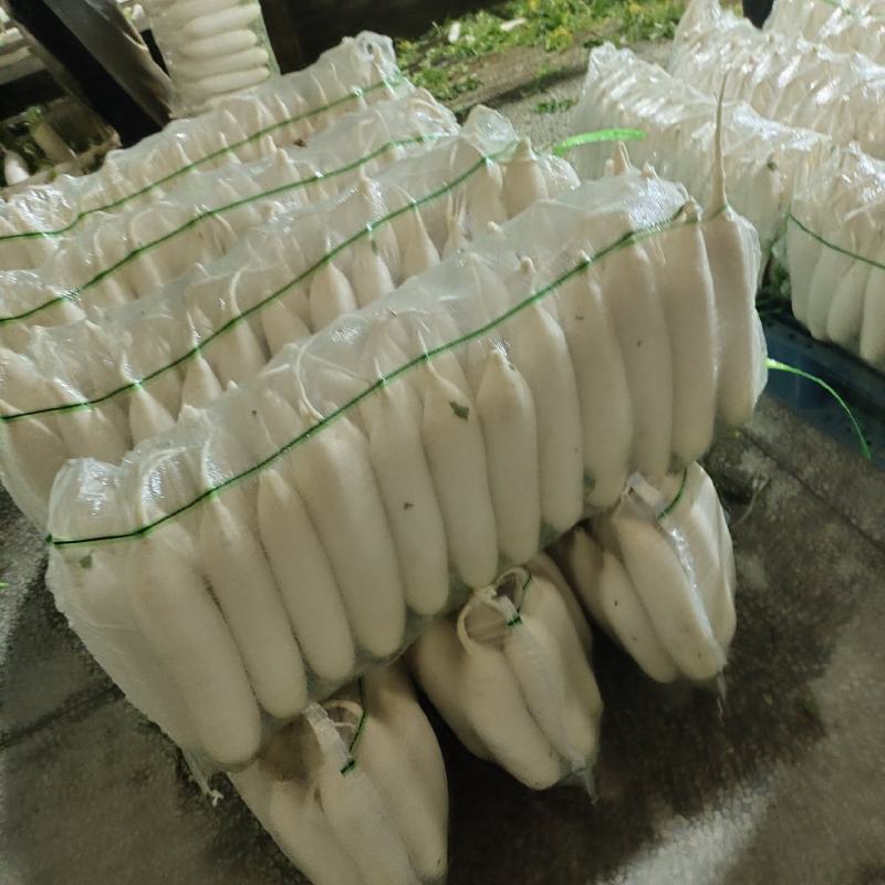 湖北精品白萝卜产地发货一手货源批发品质保证价格美丽