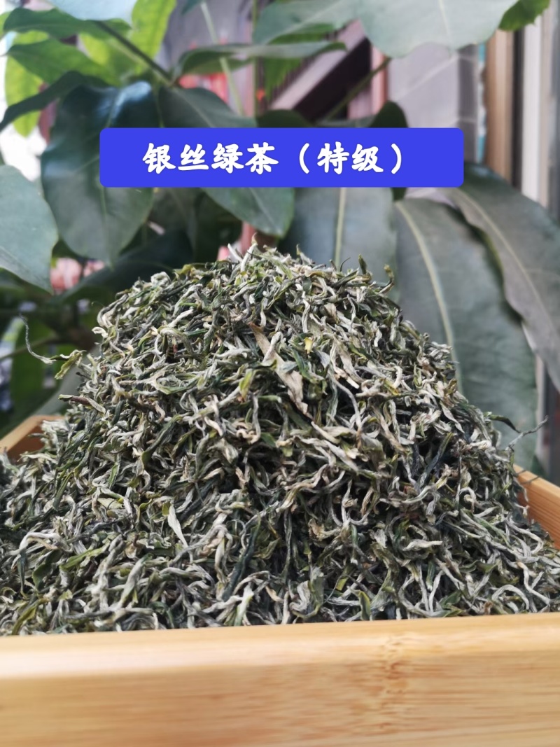 精品茶叶银丝及特级绿茶货源充足量大从优质量保证欢迎咨询