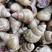 微山湖淡水田螺，螺蛳大量现货，剪尾吐沙物美价廉，，