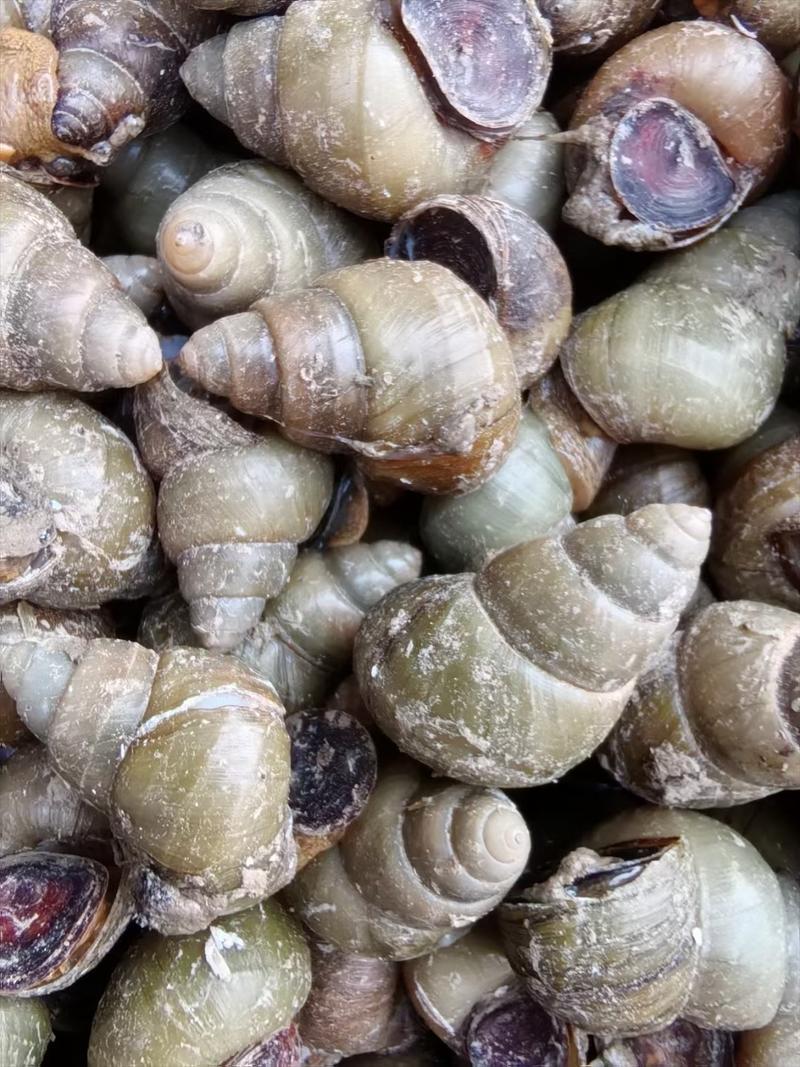 微山湖淡水田螺，螺蛳大量现货，剪尾吐沙物美价廉，，