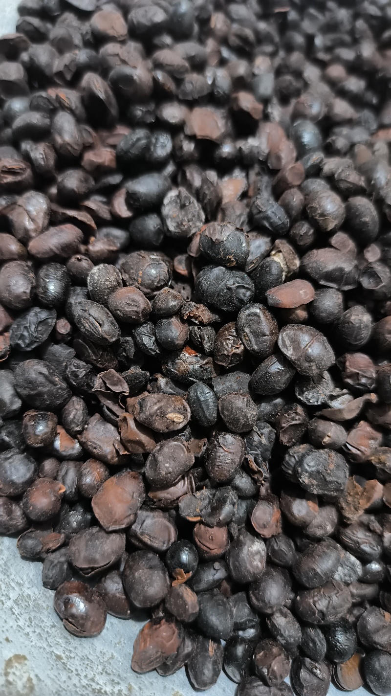 豆豉淡豆豉中药材批发淡豆豉质量保证量大从优