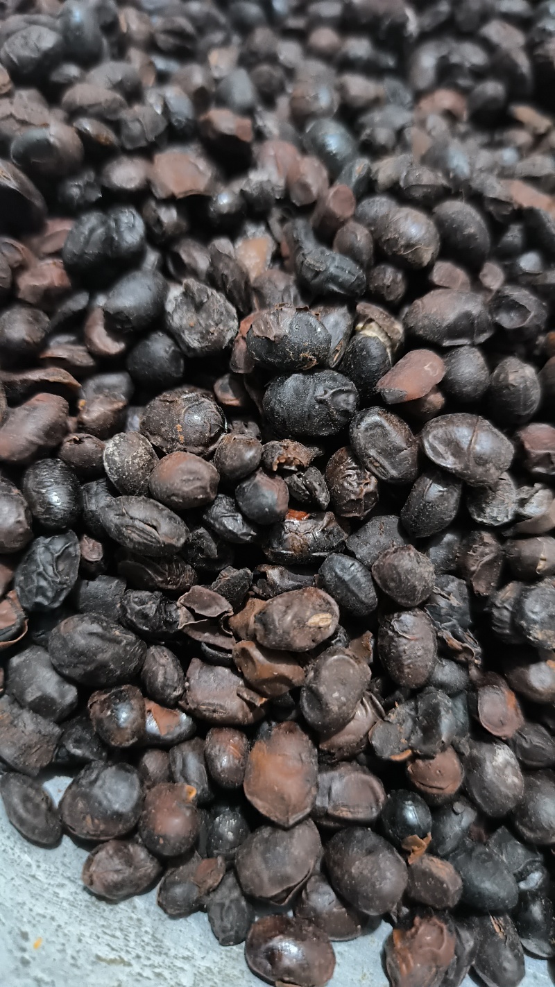 豆豉淡豆豉中药材批发淡豆豉质量保证量大从优