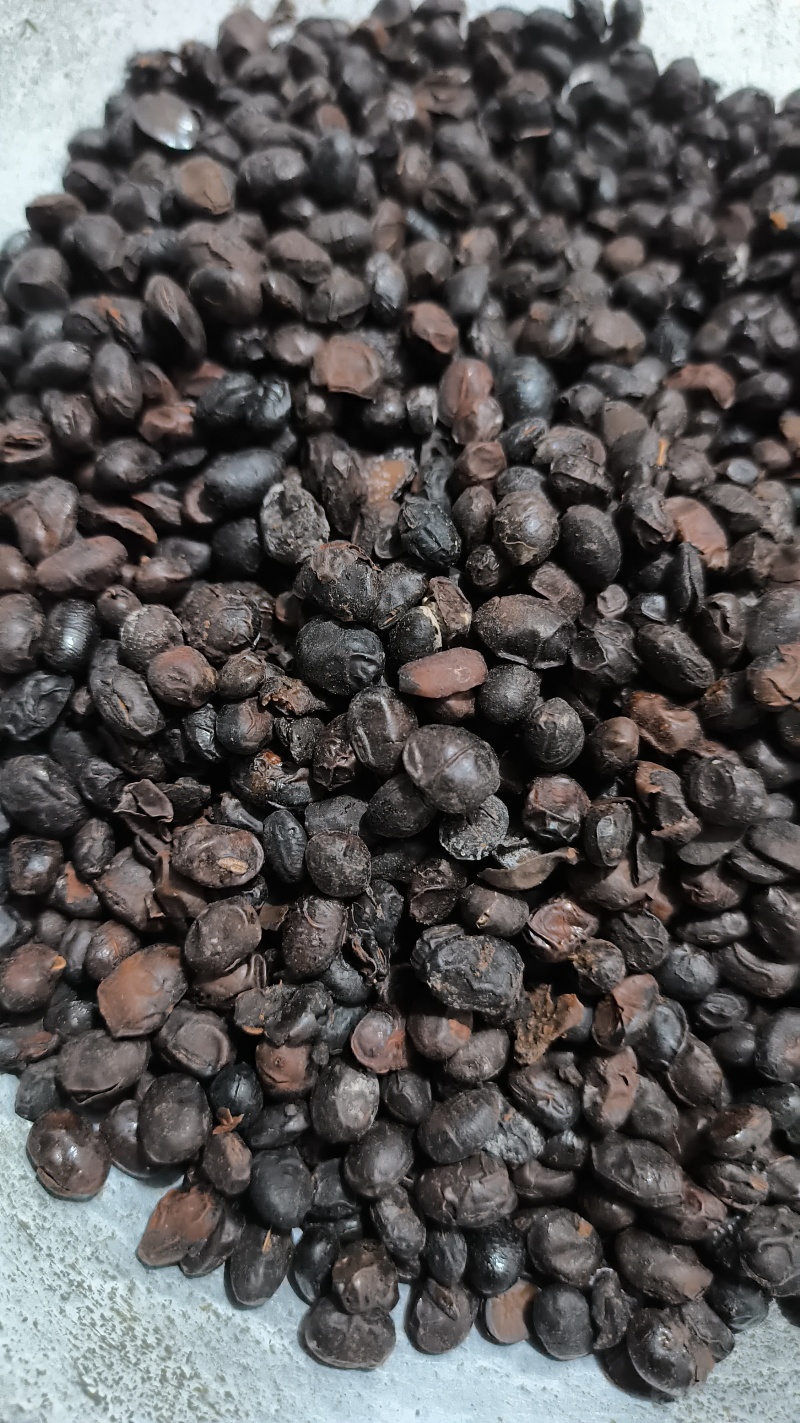 豆豉淡豆豉中药材批发淡豆豉质量保证量大从优