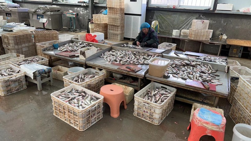 微山湖生态鲫鱼去鱼鳞净膛淡水鱼大小鲫鱼全国发货量大从优