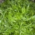 霉茶，—清明茶这个季节