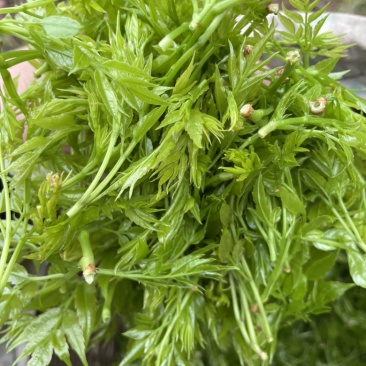 霉茶，—清明茶这个季节