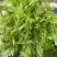 霉茶，—清明茶这个季节