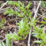 霉茶，—清明茶这个季节