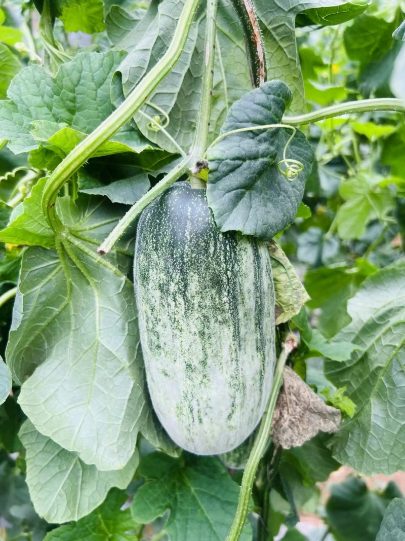羊角蜜脆甜多汁，全国发货，量大从优，欢迎致电