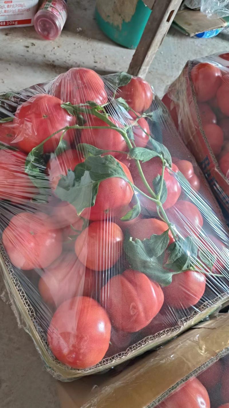 安徽精品普罗旺斯西红柿，基地一手货源，价格便宜，品质有保障