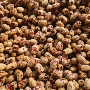 去核去皮枣虎皮枣
