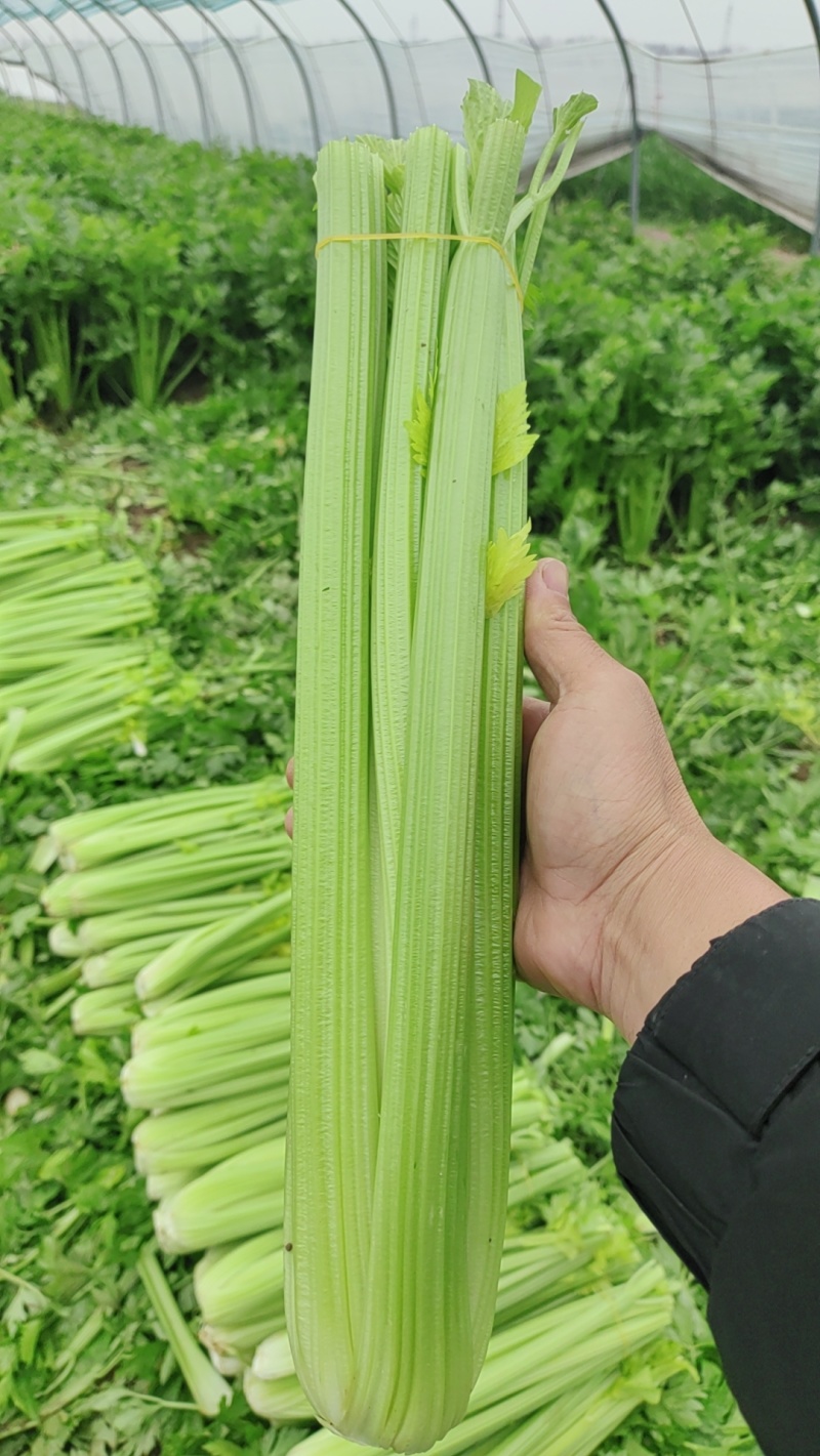 精品西芹支持，视频看货，可发往全国市场
