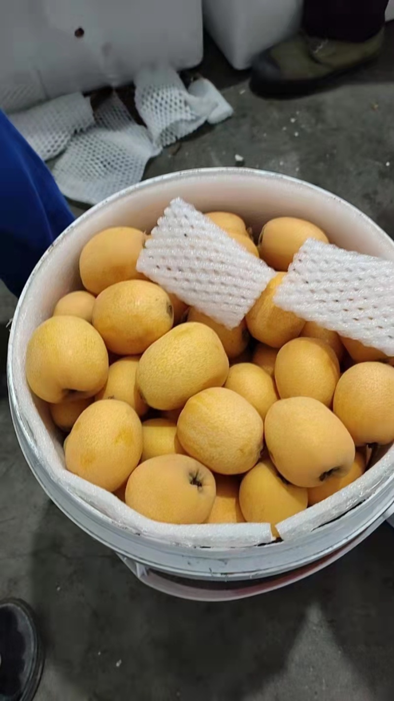 五星大枇杷枇杷
