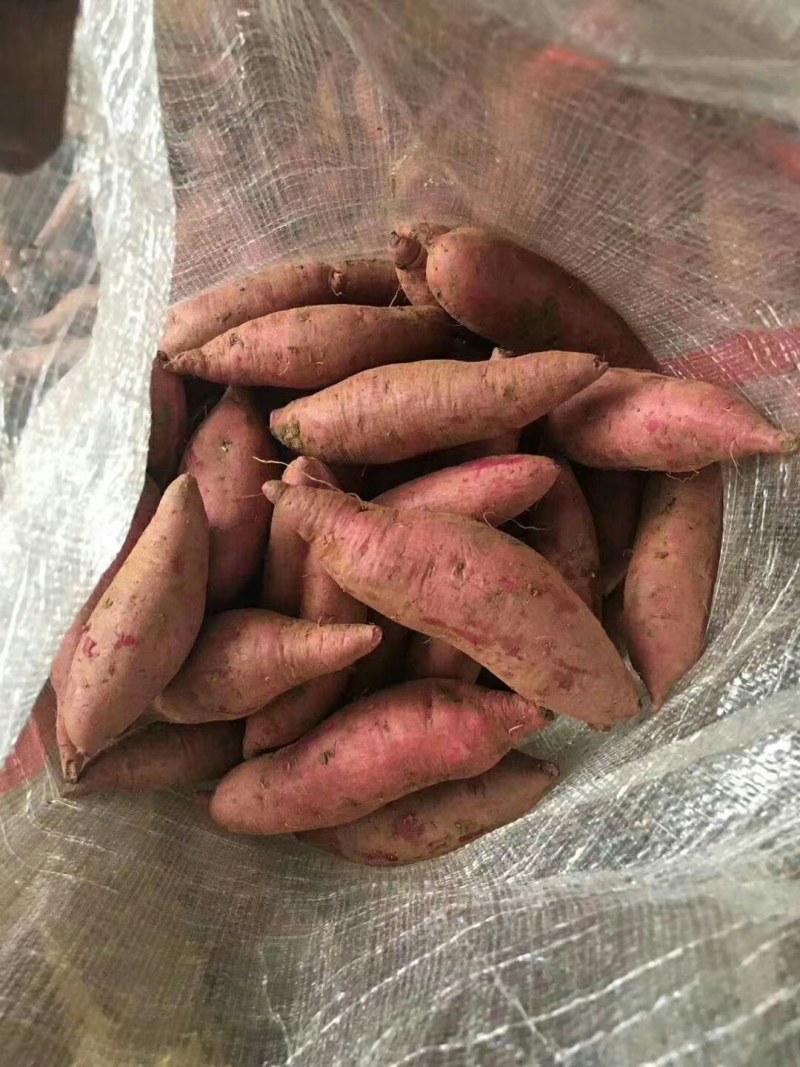 紫皮紫心水洗市场商超电商等适合用品种有小花叶二代008等