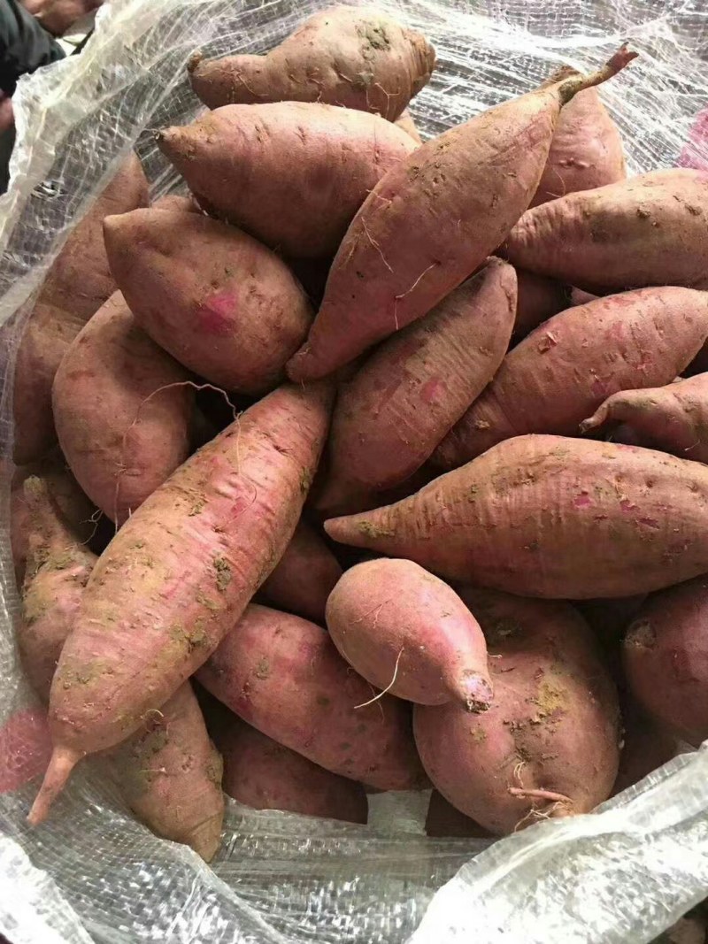 紫皮紫心水洗市场商超电商等适合用品种有小花叶二代008等