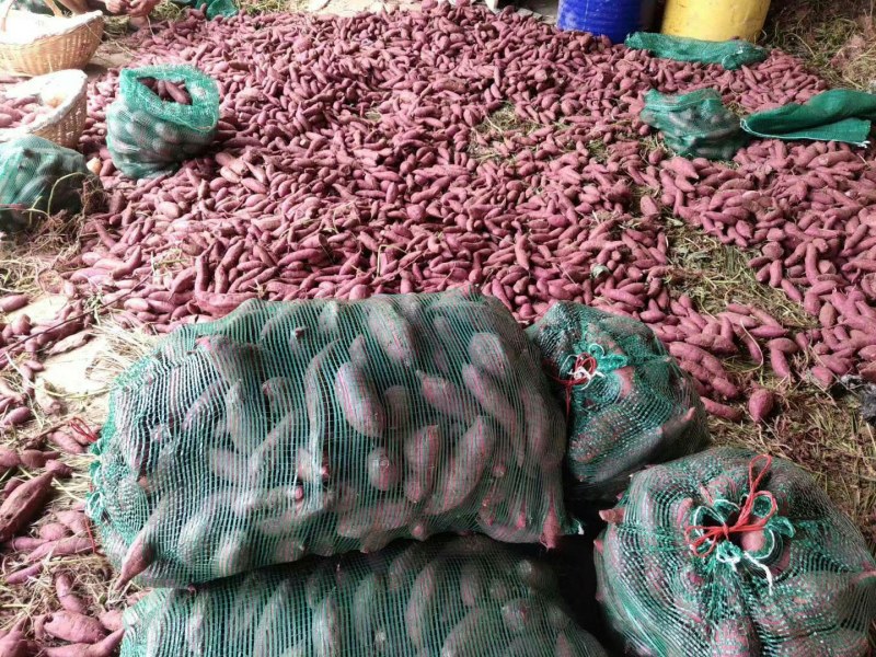 紫皮紫心水洗市场商超电商等适合用品种有小花叶二代008等