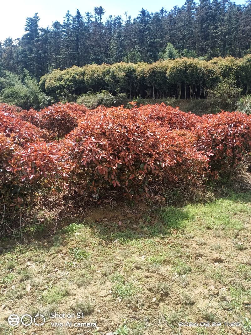 红叶石楠树1-10公分大量供应，树型漂亮价格美丽欢迎来电