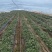 慧谷西瓜红烟薯冷朋大田苗