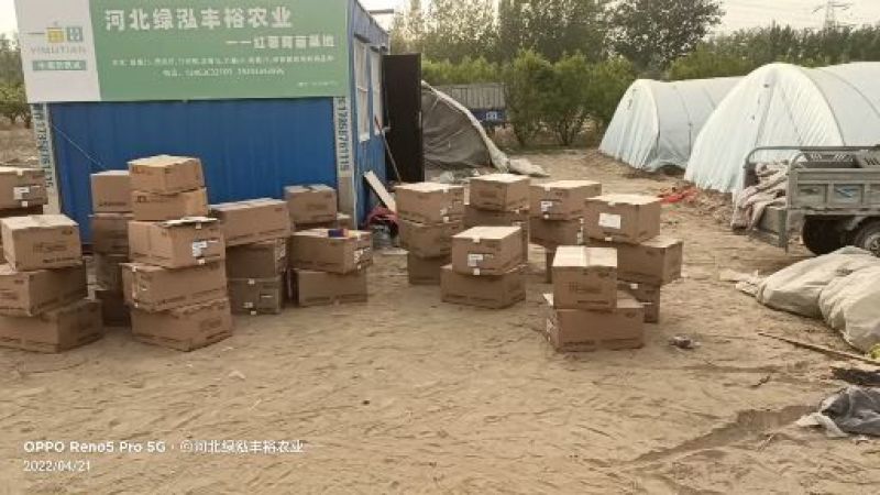 紫薯苗，哈密苗，板栗薯苗，红瑶苗，榴莲蜜薯苗，密薯苗——