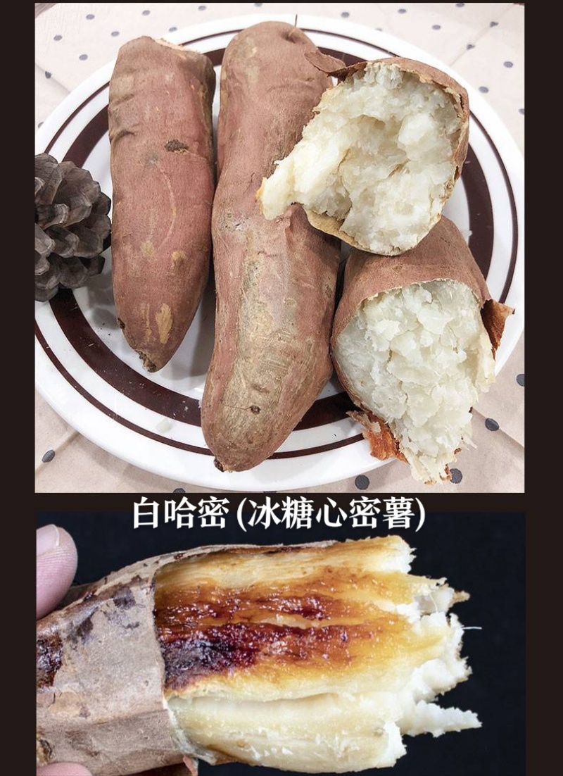 紫薯苗，哈密苗，板栗薯苗，红瑶苗，榴莲蜜薯苗，密薯苗——
