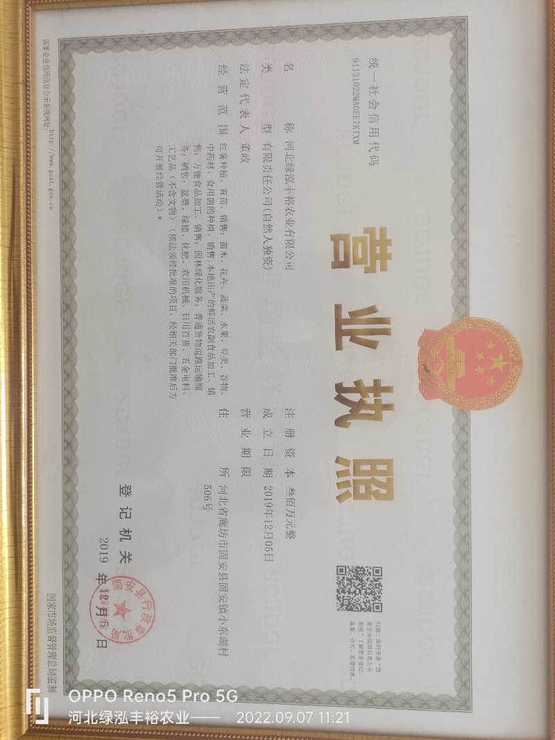 紫薯苗，哈密苗，板栗薯苗，红瑶苗，榴莲蜜薯苗，密薯苗——