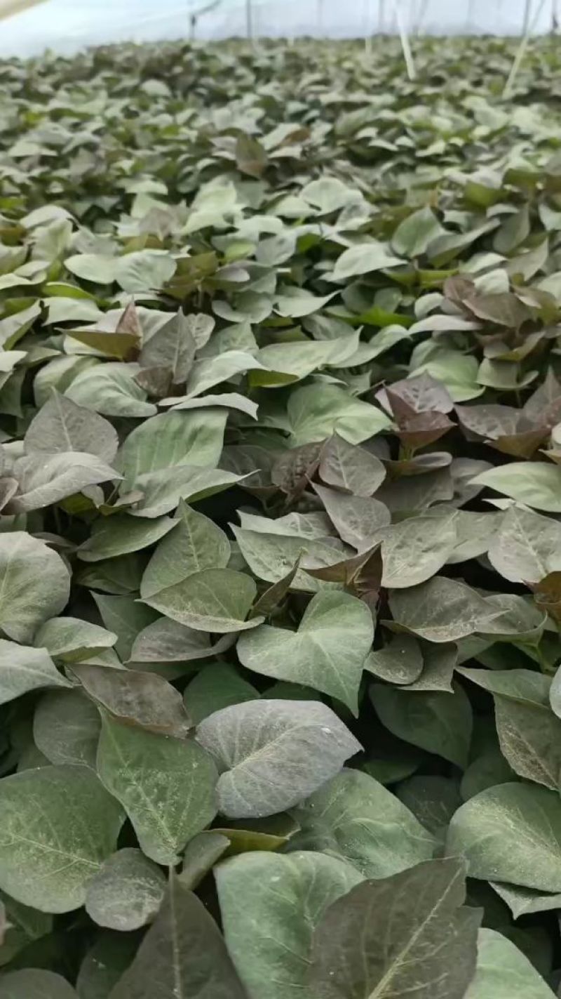 紫薯苗，哈密苗，板栗薯苗，红瑶苗，榴莲蜜薯苗，密薯苗——