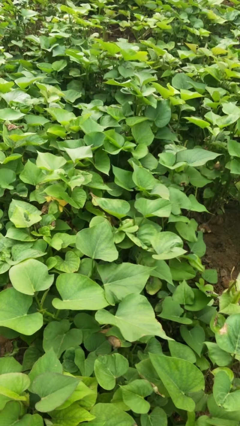 紫薯苗，哈密苗，板栗薯苗，红瑶苗，榴莲蜜薯苗，密薯苗——