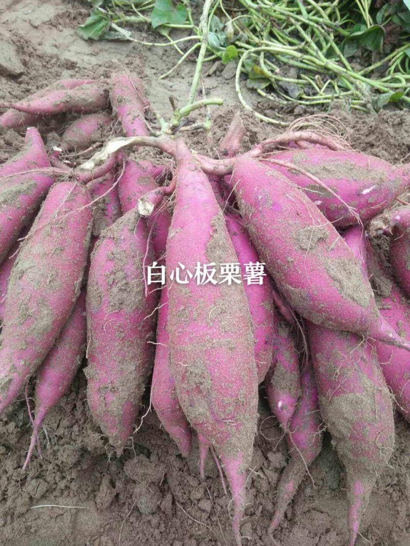 紫薯苗，哈密苗，板栗薯苗，红瑶苗，榴莲蜜薯苗，密薯苗——