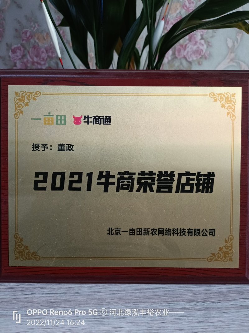 紫薯苗，哈密苗，板栗薯苗，红瑶苗，榴莲蜜薯苗，密薯苗——