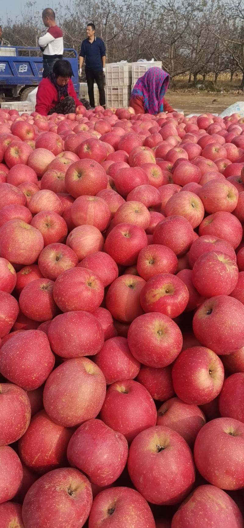 红富士苹果个头大颜色红，口感脆甜价格便宜保证质量货源充足