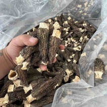 （新货）头茬羊肚菌、各种规格齐全、一手货源量大从优！