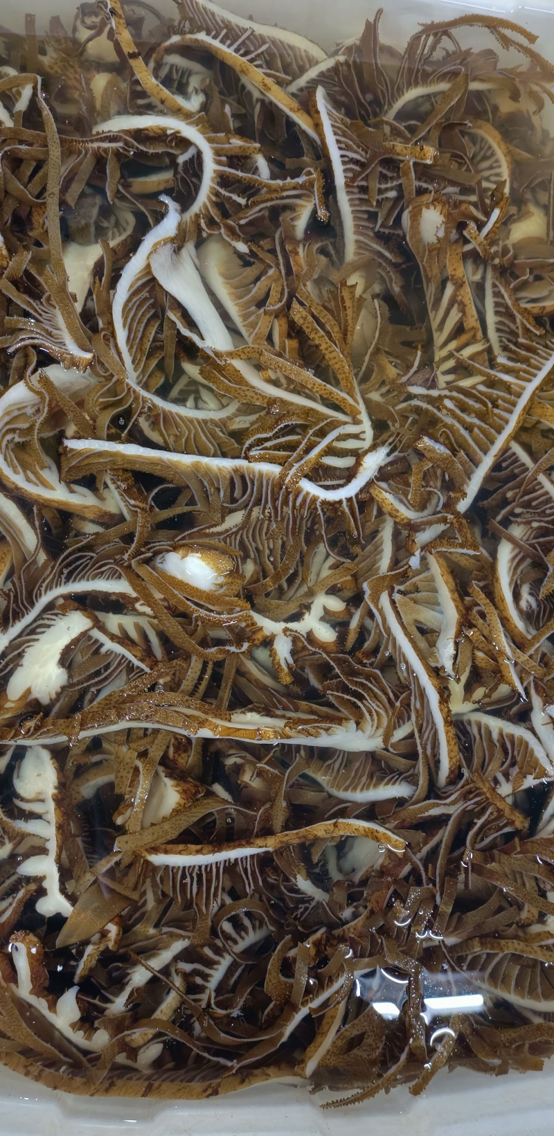茶千层自助火锅冒菜烫涮爆品，品质如图可定装规格