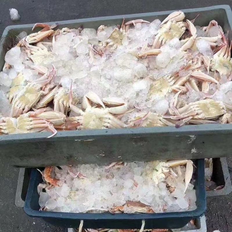 牡丹蟹（扁蟹）本港货物美价廉一工厂直供欢迎咨询