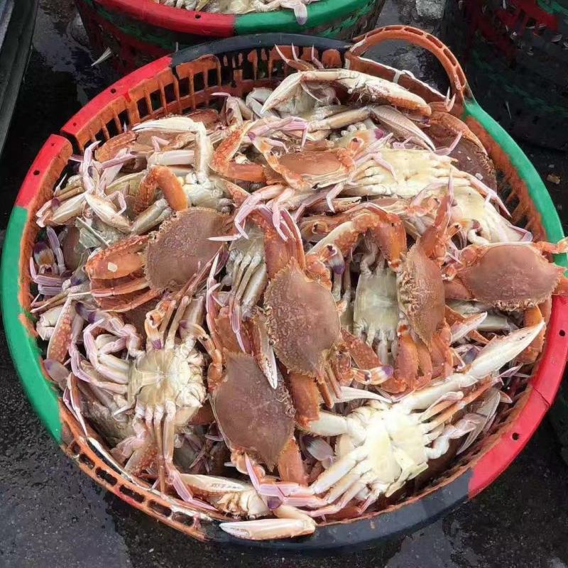 牡丹蟹（扁蟹）本港货物美价廉一工厂直供欢迎咨询