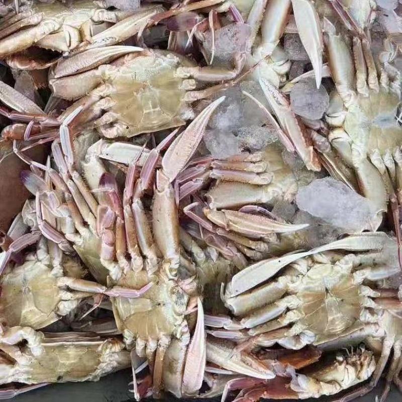 牡丹蟹（扁蟹）本港货物美价廉一工厂直供欢迎咨询