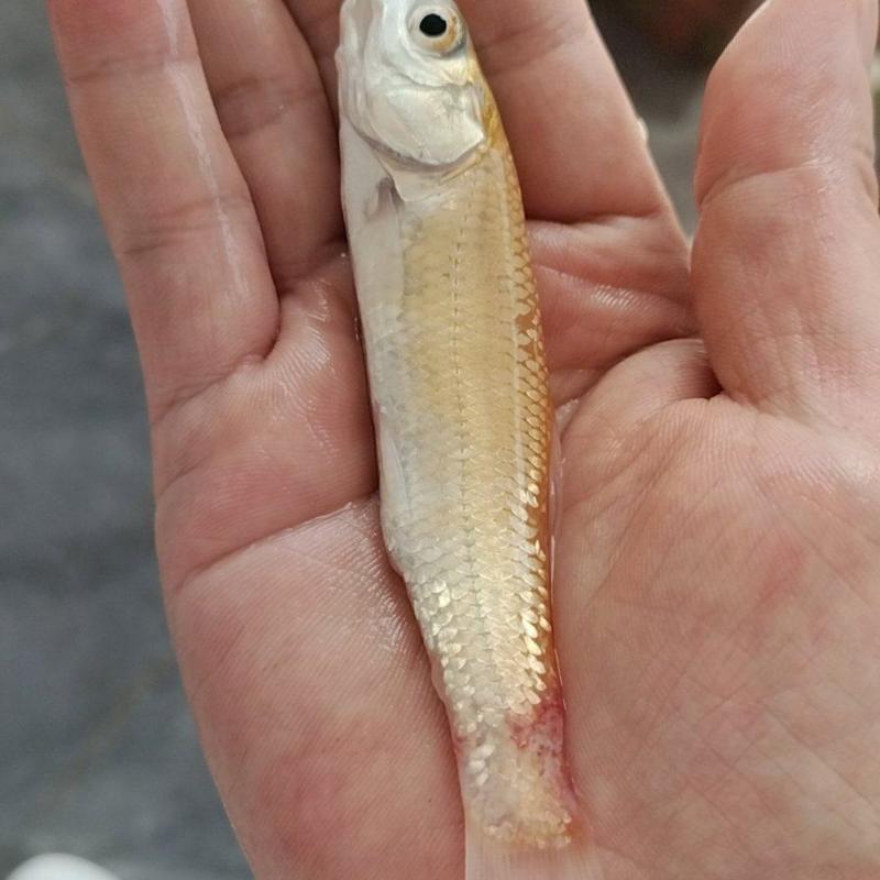 金丝草鱼#4-5厘米，淡水鱼，生长周期快，4个月左右上市