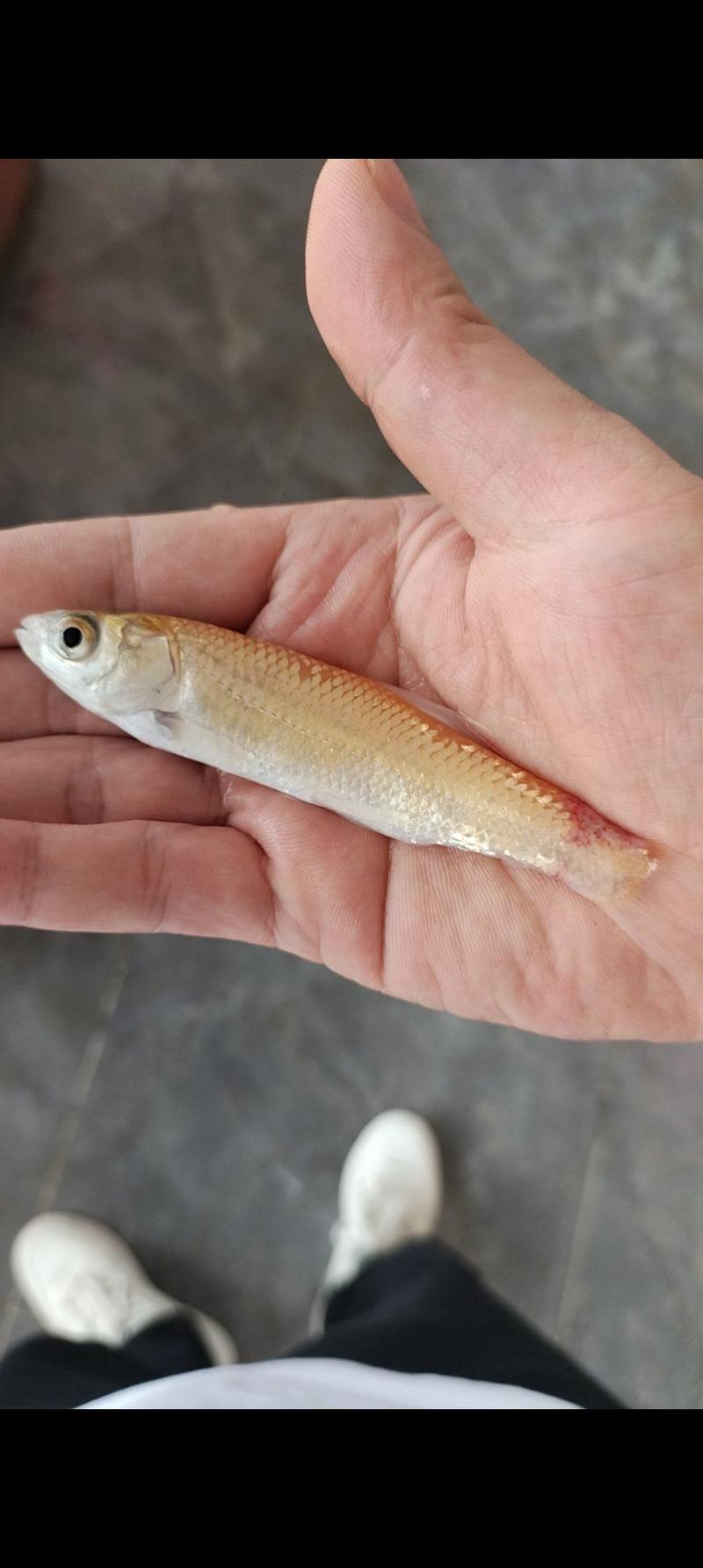 金丝草鱼#4-5厘米，淡水鱼，生长周期快，4个月左右上市