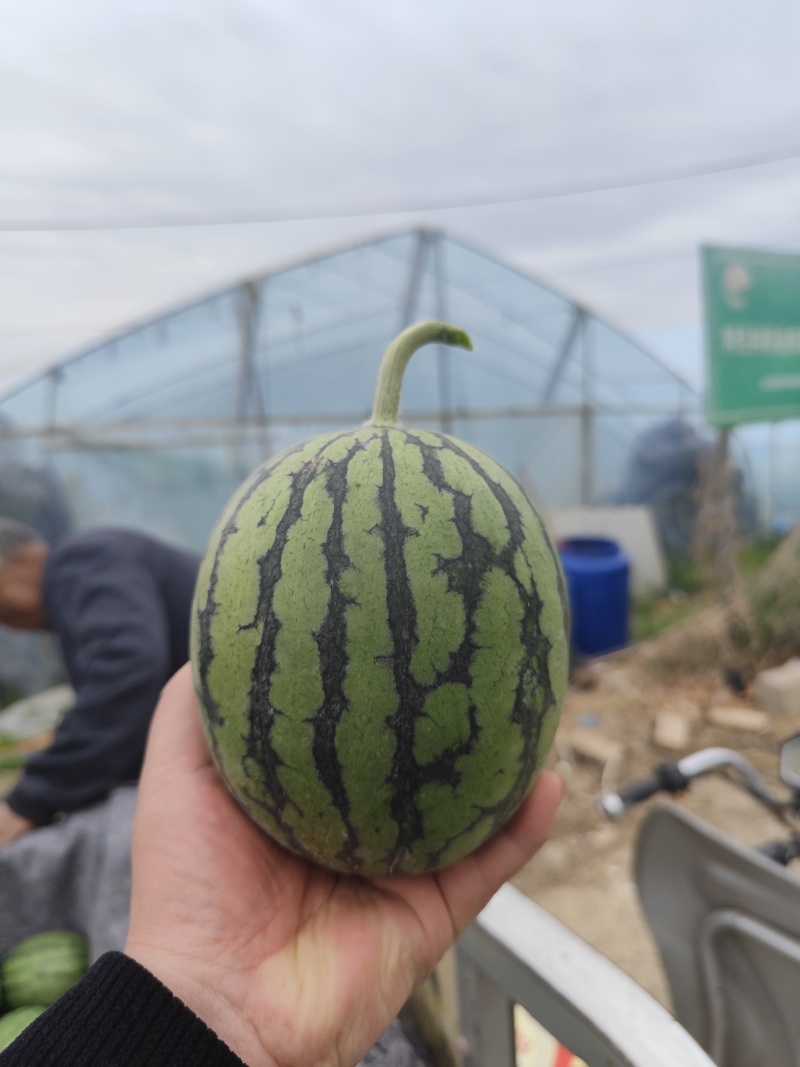 全美2K小糖丸早春红玉质量保证全国发货