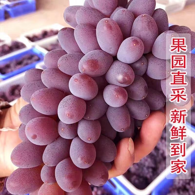茉莉香葡萄3月末开始大量上市！欢迎全国客商合作共赢