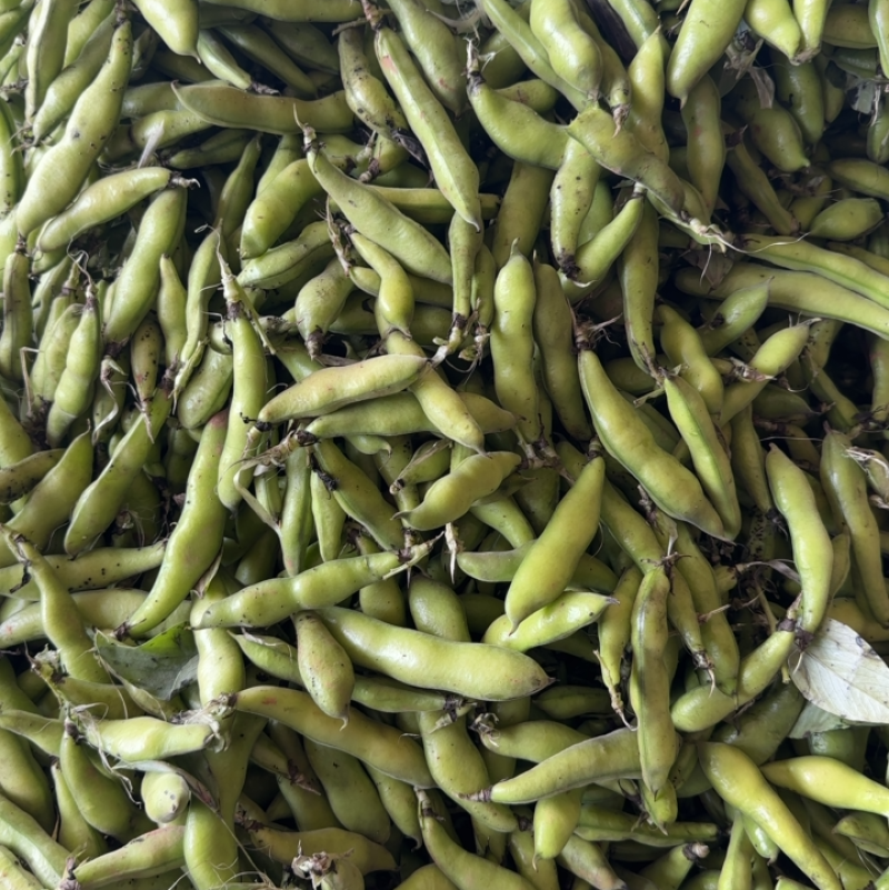四川简阳大白胡豆大量供应！
