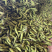 四川简阳大白胡豆大量供应！