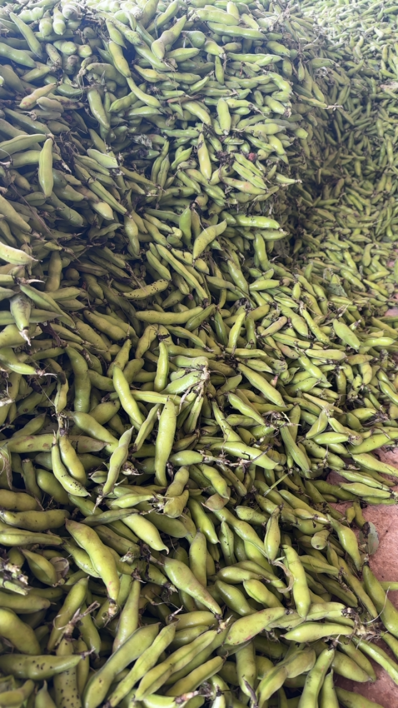 四川简阳大白胡豆大量供应！