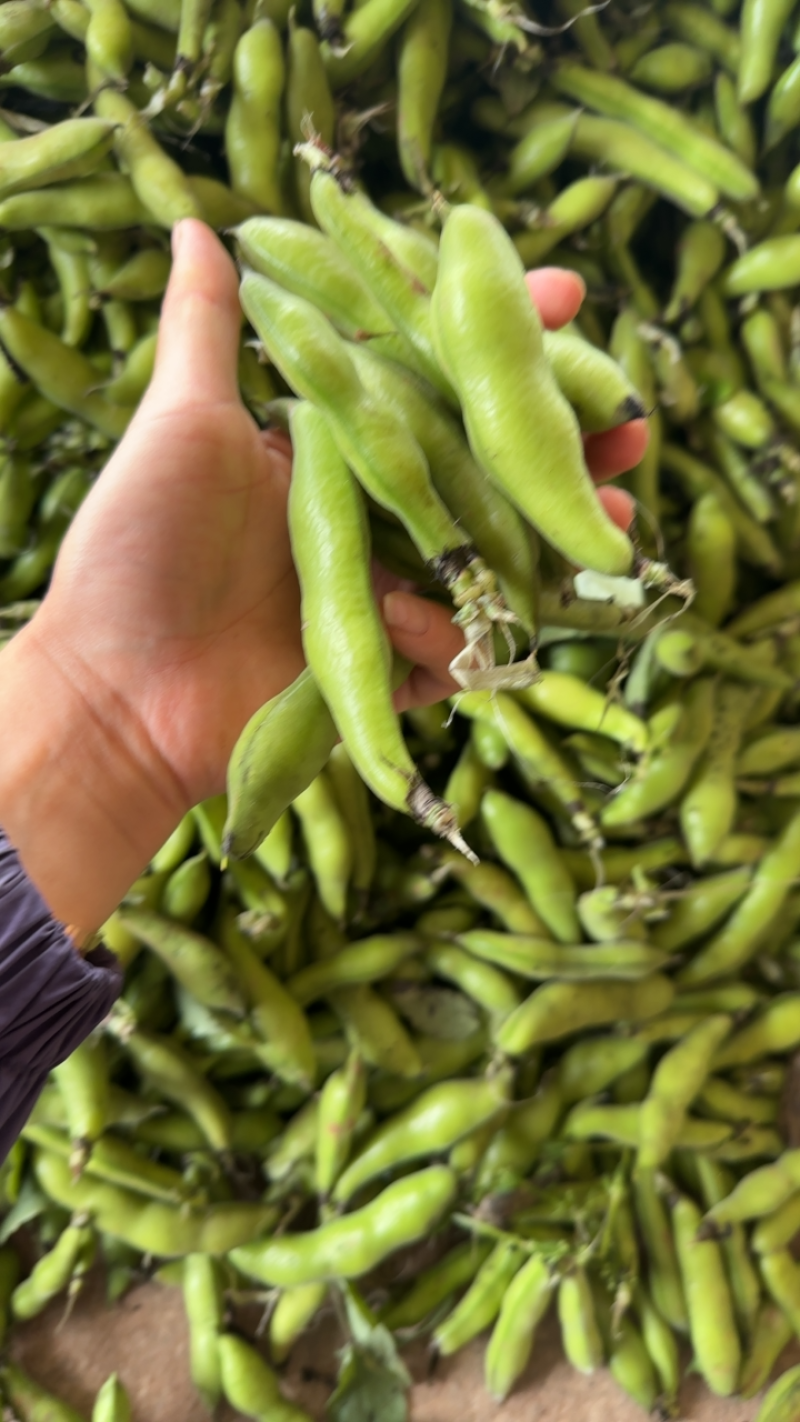 四川简阳大白胡豆大量供应！