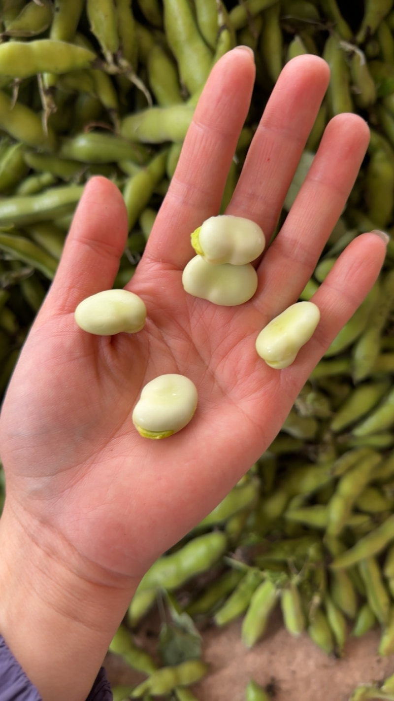 四川简阳大白胡豆大量供应！