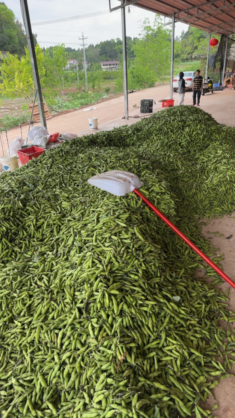 四川简阳大白胡豆大量供应！