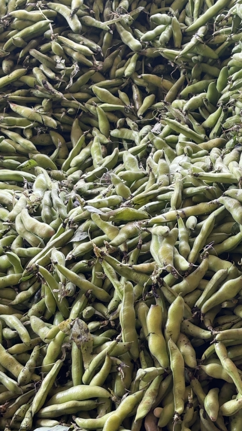 四川简阳大白胡豆大量供应！